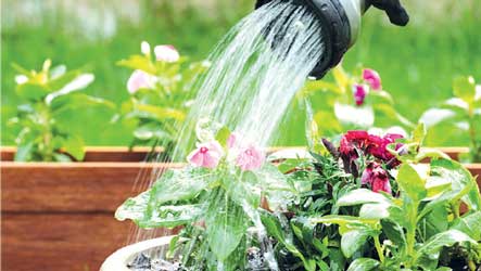 menyiram tanaman dengan acidic water atau air asam