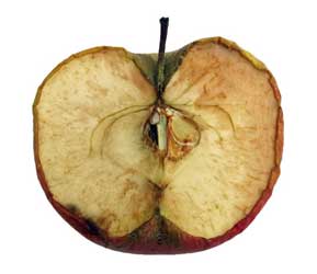oksidasi apel