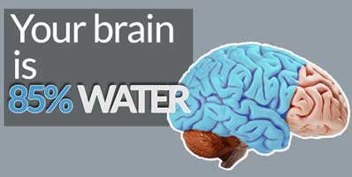 komposisi otak dan air