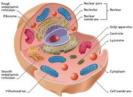 sel tubuh manusia