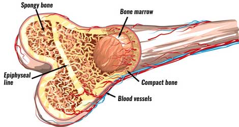 struktur tulang manusia