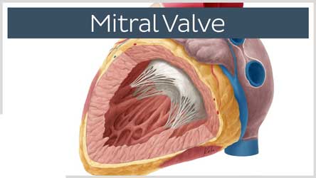 mitral heart valve