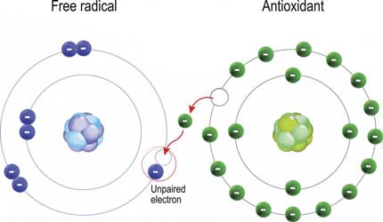 radikal bebas, oksidasi dan antioksidan