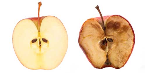 oksidasi pada apel