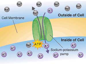 potasium dalam sel