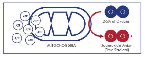 mitokondria