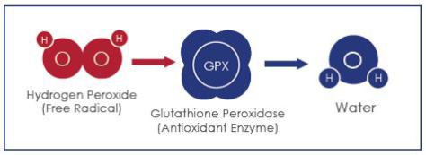 glutathione peroksida