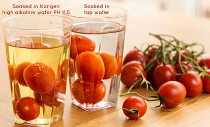 pestisida tomat strong kangen water