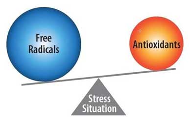 radikal bebas vs antioksidan
