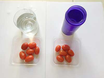 tomat cherry kangen water 2