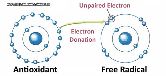 elektron antioksidan radikal bebas
