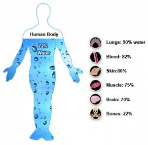 persentase air pada tubuh manusia