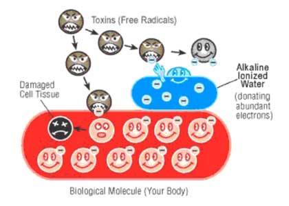 molekul biologis tubuh anda